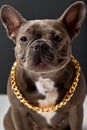 Confidently looking French Bulldog dog with round face, dark brown fur wool posing.