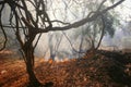 indian forest fire Maharashtra India Royalty Free Stock Photo