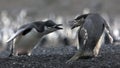 The conflict Antarctic penguins Royalty Free Stock Photo