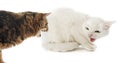 Conflict between cats Royalty Free Stock Photo
