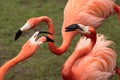 Conflict of flamingo Royalty Free Stock Photo