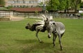 Conflict between ostrich and zebra