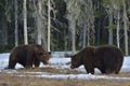 The conflict of two brown bears for domination Royalty Free Stock Photo
