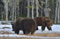 The conflict of two brown bears for domination