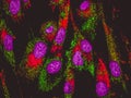 Confocal image of mitochondria staining