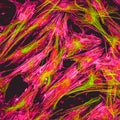 Confocal microscopy of fibroblast cells