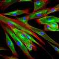 Confocal microscopy of fibroblast cells Royalty Free Stock Photo