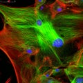 Confocal microscopy of fibroblast cells Royalty Free Stock Photo