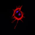 Confocal microscopy imaging of two cancer cells touching each ot