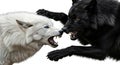 Confrontation: Black Wolf and White Wolf Snarling Aggressively o Royalty Free Stock Photo