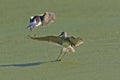 Confrontation of a pair of Lesser Yellowlegs, Tringa flavipes