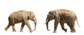 Confrontation of two male elephants. Animal psychology Royalty Free Stock Photo