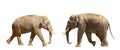 Confrontation of two male elephants. Animal psychology