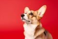 Confused Corgi dog on colored background with copy space. Portrait studio shot of a cute Corgi dog against red background. Pet
