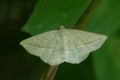 Confused Eusarca Moth - Eusarca confusaria Royalty Free Stock Photo