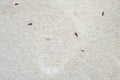 The confused flour beetle Tribolium confusum on semolina top view.