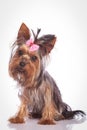 Confused little yorkshire terrier puppy dog