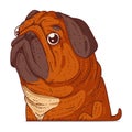 Confused Pug, isolated vector illustration. Funny cartoon picture of a dog staring at something with shock. Funny pug sticker.