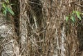 The confused tangle of Bamboo roots and shoots on Tree`s near by at the Tenerife Botanical Gardens. Royalty Free Stock Photo