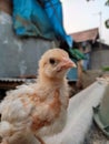 confused yellow feathered chicken