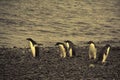 Confusion - adelie penguins not sure where to go