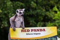 Confusion at the Red Panda enclosure