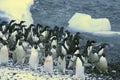 Confusion - startled penguins Royalty Free Stock Photo