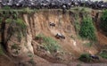 Confusion of wildebeests going down the rock formation in Masai Mara, Kenya Royalty Free Stock Photo