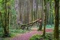 Cong Forest, Cong, Mayo, Ireland