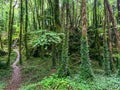 Cong Woodland and Forest Pathway