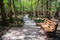 Congaree National Park Royalty Free Stock Photo