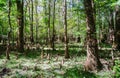 Congaree National Park