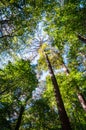 Congaree National Park