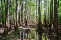 Congaree National Park