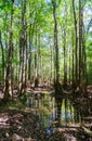 Congaree National Park