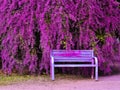 Congea tomentosa Roxb. old chair and beautiful flower garden