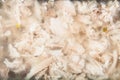 Congealed chicken aspic close up Royalty Free Stock Photo