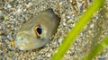 Conger Eel, Cabo Cope Puntas del Calnegre Regional Park, Spain