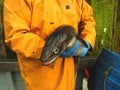 Conger Eel and Fisherman. Royalty Free Stock Photo