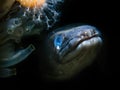 Conger Eel - Loch Long