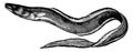 Conger Eel, vintage illustration