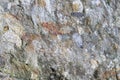 Conglomerate rock closeup texture