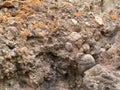 Conglomerate of sedimentary deposit plus lichens