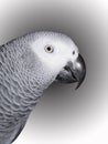 Congo African Grey Royalty Free Stock Photo