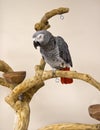 Congo African Grey Royalty Free Stock Photo