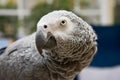 Congo African Grey Royalty Free Stock Photo