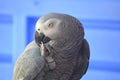 Congo African Grey Parrot Biting Toes Royalty Free Stock Photo