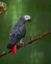 Congo African grey parrot in an exhibit in a bird park Royalty Free Stock Photo