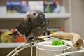 African Grey Parrot on Playgym Royalty Free Stock Photo