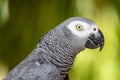 Congo African grey parrot portrait Royalty Free Stock Photo